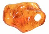 Fossil Fly (Diptera) In Baltic Amber - Necklace Setting #69269-2